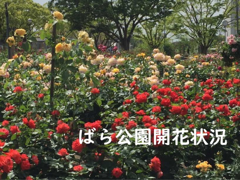 福山市バラ開花
