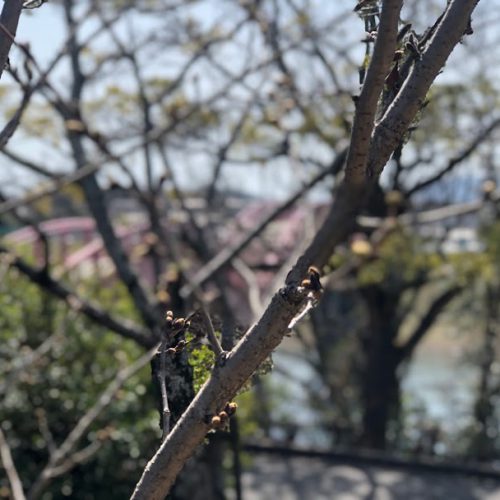春日池公園桜