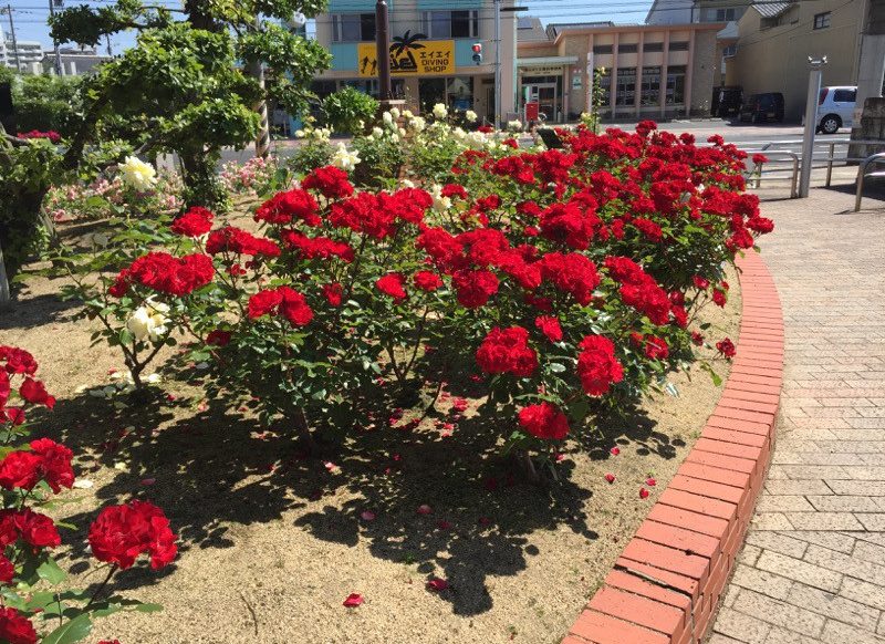 ばら公園仕出し