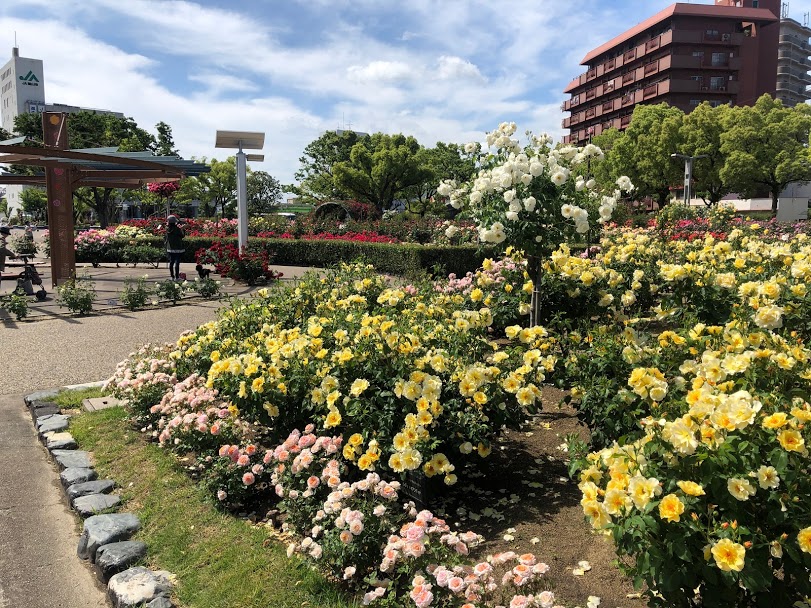 福山市のバラ公園 バラの花の開花状況 瀬戸内料理 たんと
