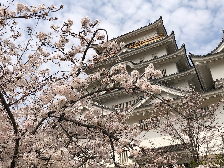 福山城桜