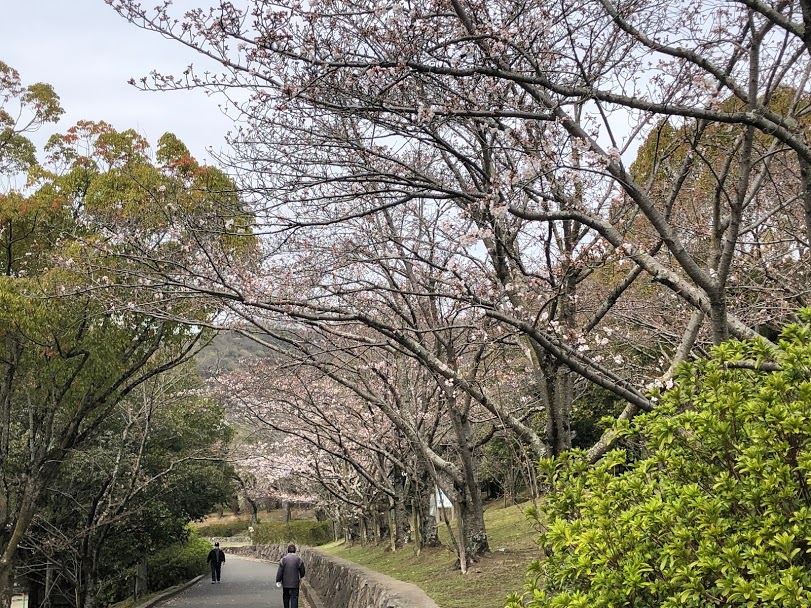 春日池公園桜